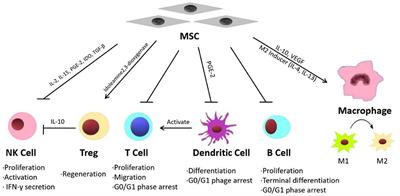 The Application of Mesenchymal Stem Cells in the Treatment of Liver Diseases: Mechanism, Efficacy, and Safety Issues